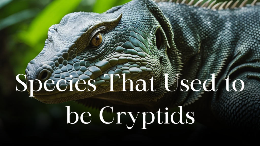Species That Used to be Cryptids (But Turned Out to Be Real ...